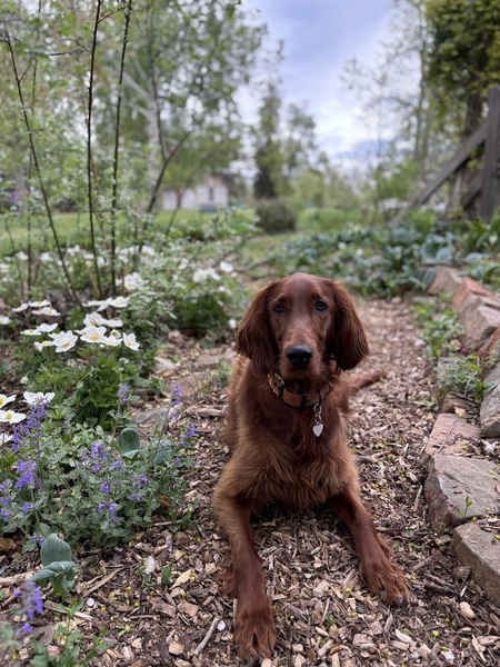 Entry image for Harriet. Clicking this image will show a larger photo