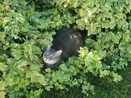 Entry image for JoJo. Clicking this image will show a larger photo