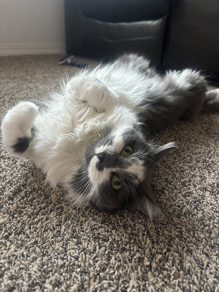 Entry image for Teddy. Clicking this image will show a larger photo