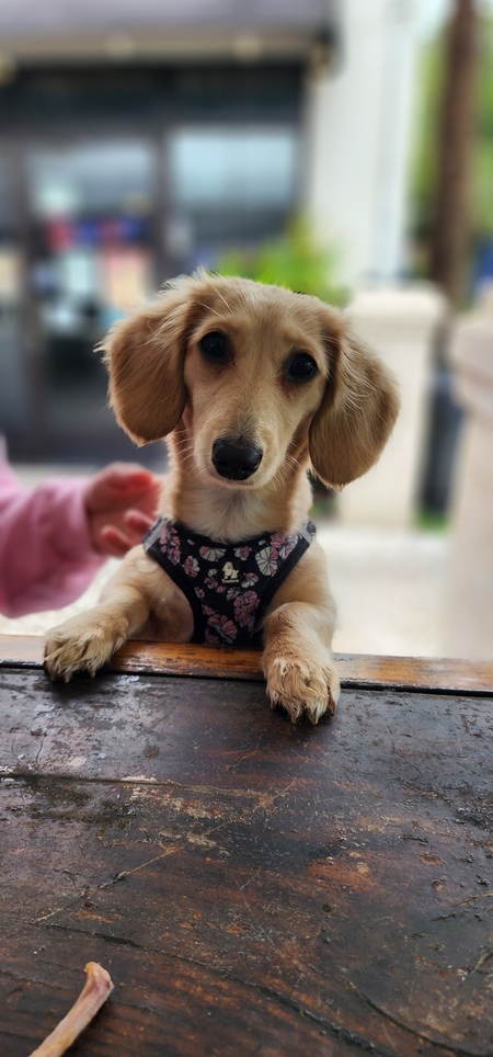 Entry image for Piper. Clicking this image will show a larger photo