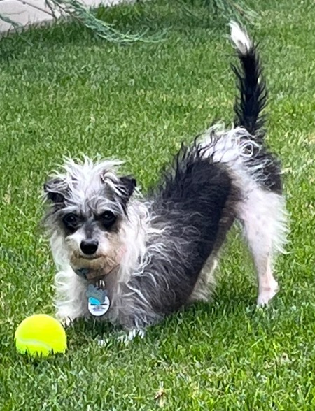 Entry image for Alfie. Clicking this image will show a larger photo