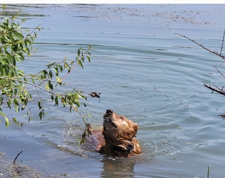 Entry image for Kimber. Clicking this image will show a larger photo