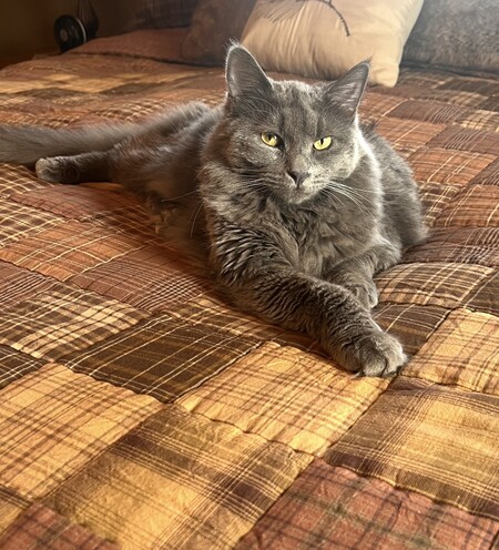 Entry image for Rigatoni. Clicking this image will show a larger photo