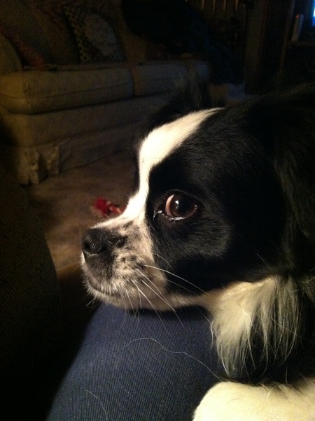Entry image for Bandit . Clicking this image will show a larger photo