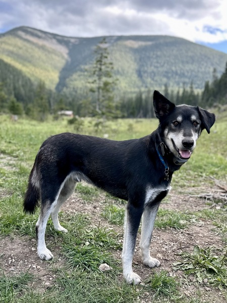 Entry image for Griffin . Clicking this image will show a larger photo