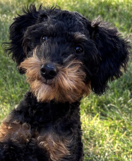 Entry image for Winston. Clicking this image will show a larger photo