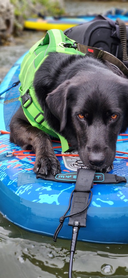 Entry image for Shadow. Clicking this image will show a larger photo