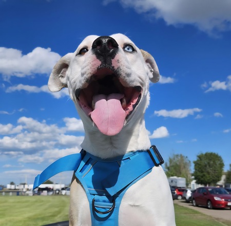 Entry image for Tripp. Clicking this image will show a larger photo