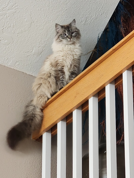 Entry image for Coco. Clicking this image will show a larger photo