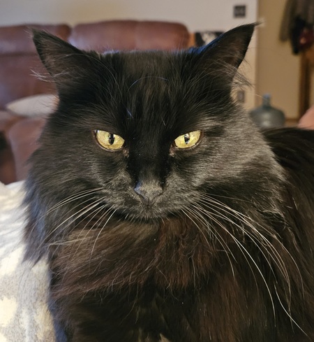 Entry image for Kittawn. Clicking this image will show a larger photo