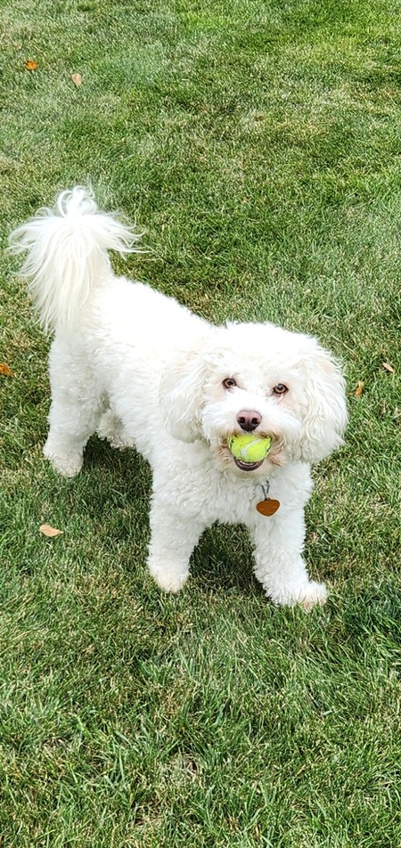 Entry image for Izzy. Clicking this image will show a larger photo