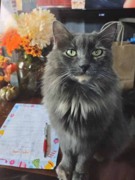 Entry image for Hazel. Clicking this image will show a larger photo