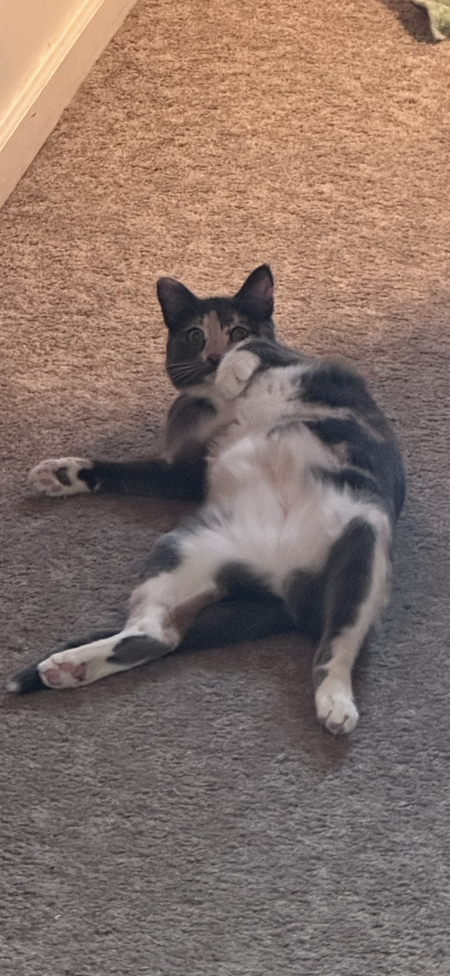 Entry image for Barbara Bean. Clicking this image will show a larger photo