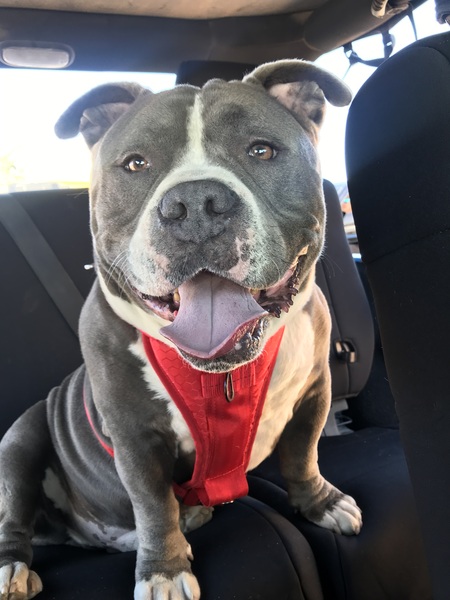 Entry image for Theodore . Clicking this image will show a larger photo