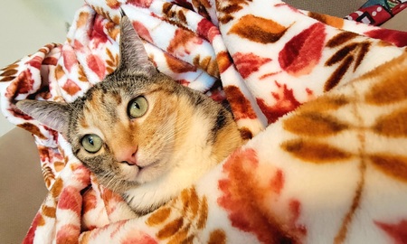 Entry image for Kally . Clicking this image will show a larger photo