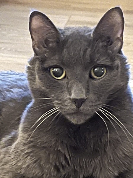 Entry image for Halsey. Clicking this image will show a larger photo