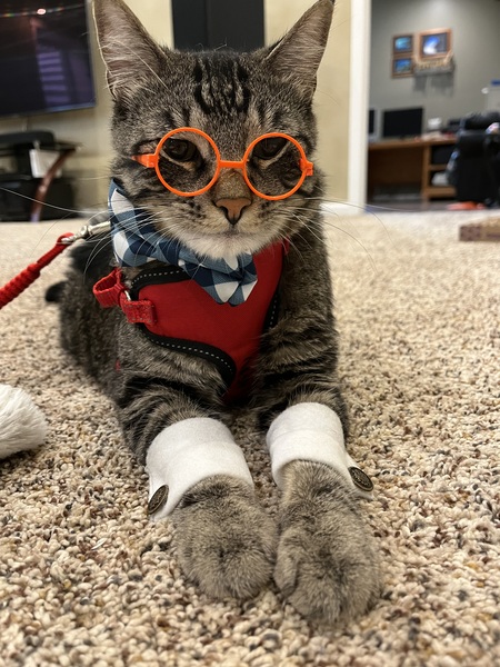 Entry image for Nash. Clicking this image will show a larger photo