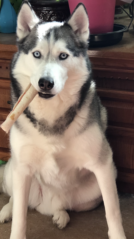 Entry image for Bandit. Clicking this image will show a larger photo