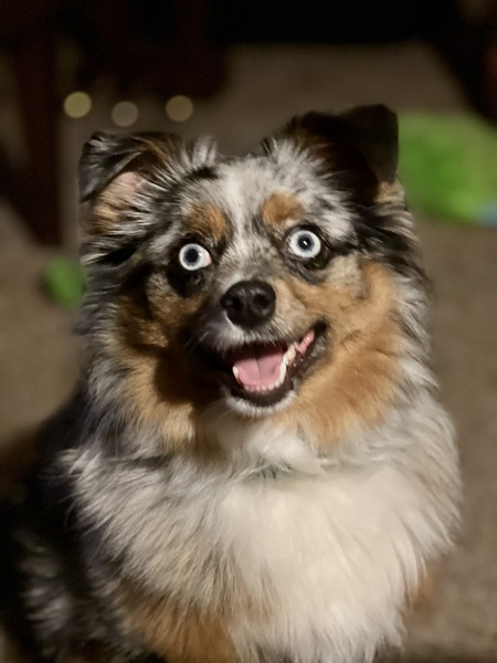 Entry image for Piper. Clicking this image will show a larger photo