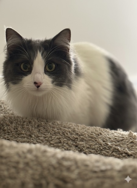 Entry image for Stormy. Clicking this image will show a larger photo