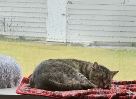 Entry image for Milo. Clicking this image will show a larger photo