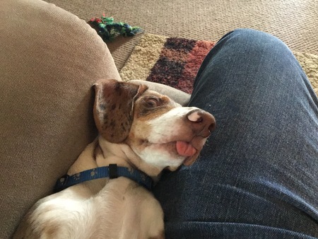 Entry image for Daisy. Clicking this image will show a larger photo