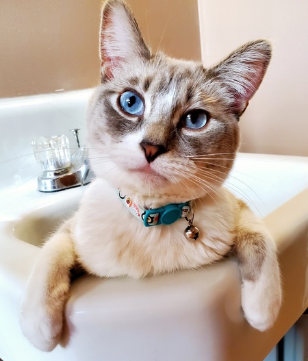 Entry image for Francis. Clicking this image will show a larger photo