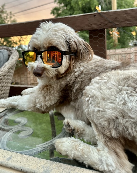 Entry image for Shelby. Clicking this image will show a larger photo