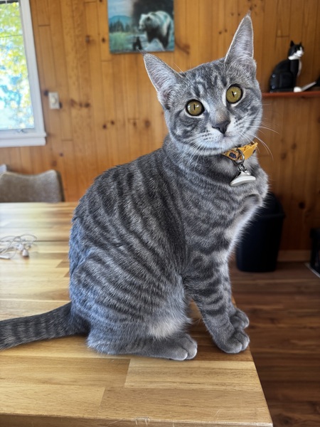 Entry image for Meriweather. Clicking this image will show a larger photo