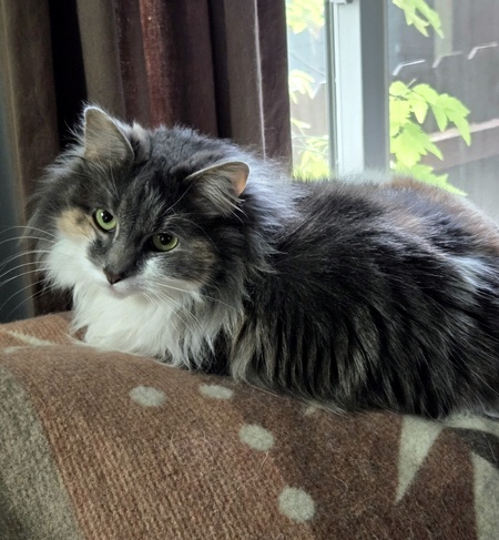 Entry image for Ziva. Clicking this image will show a larger photo