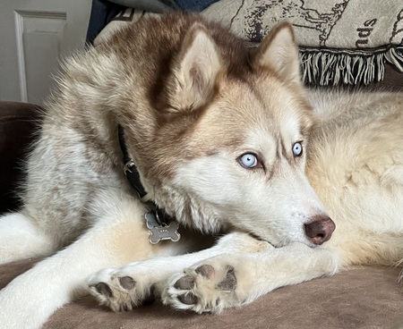 Entry image for Shay. Clicking this image will show a larger photo