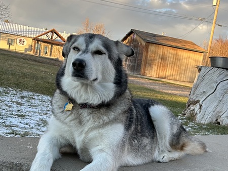 Entry image for Gunner. Clicking this image will show a larger photo