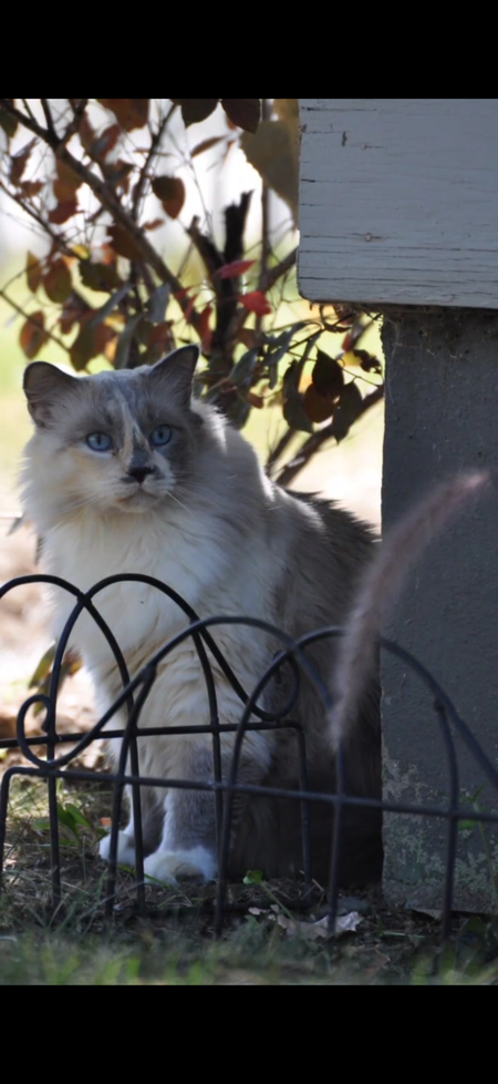 Entry image for Abby. Clicking this image will show a larger photo