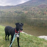 Entry image for Pippa