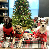Entry image for Forrest Gump, Buddy, Oatie, & Pickle