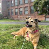 Entry image for Sadie
