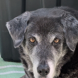 Entry image for Benny 