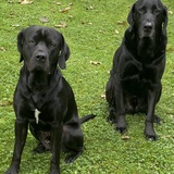 Entry image for Bear and Moose