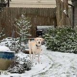 Entry image for Ginger