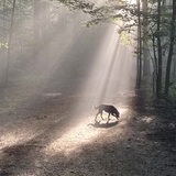 Entry image for Daphne
