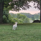 Entry image for Lillie