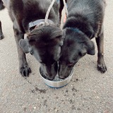 Entry image for Niko and Gus