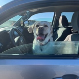 Entry image for Luna