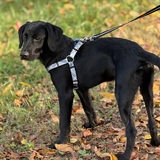 Entry image for Maverick