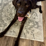 Entry image for Bonnie