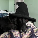 Entry image for Lucy 