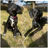 Entry image for Jill and Flop