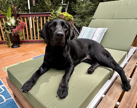 Entry image for Maggie. Clicking this image will show a larger photo