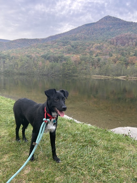 Entry image for Pippa. Clicking this image will show a larger photo