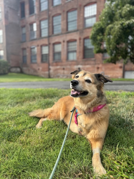 Entry image for Sadie. Clicking this image will show a larger photo
